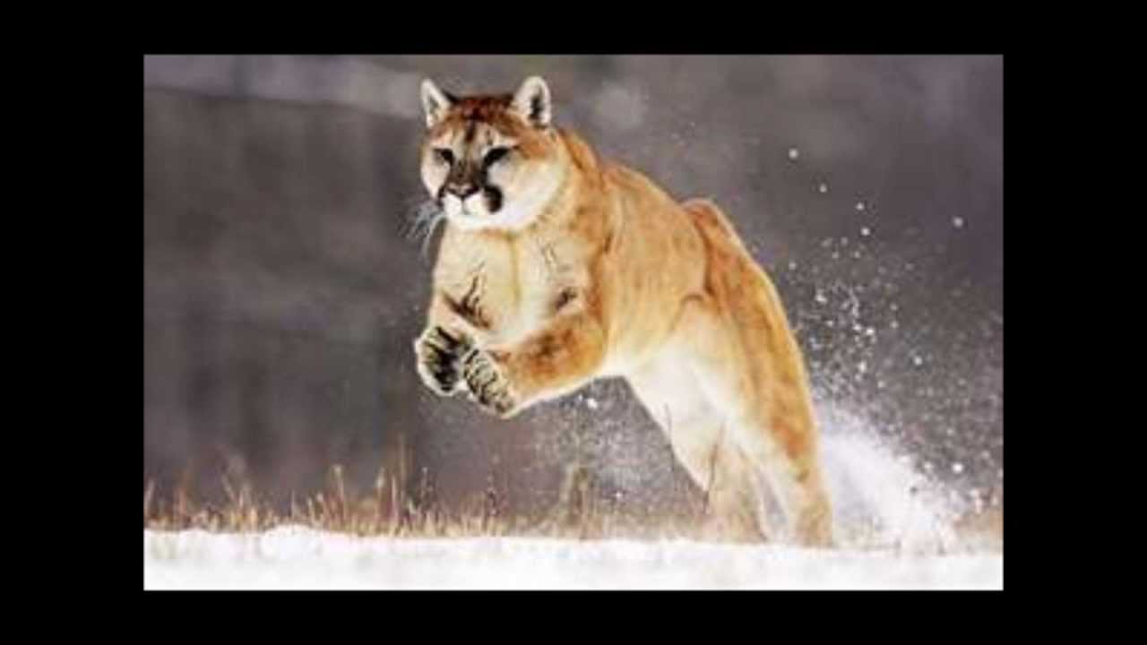 Mountain lion 10.8 download adobe flash player free download for mac air